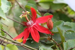 Passiflora vitifolia
